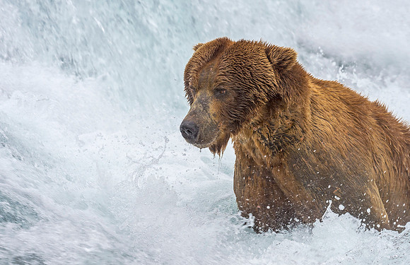 Brown_bear_McNeil_2015_40