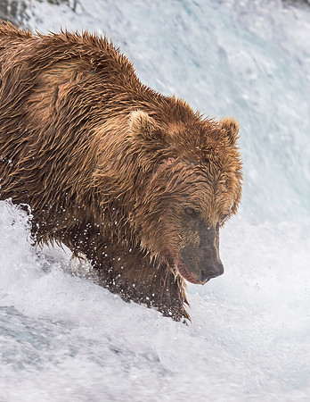 Brown_bear_McNeil_2015_41