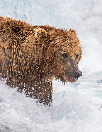Brown_bear_McNeil_2015_42