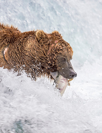 Brown_bear_McNeil_2015_43