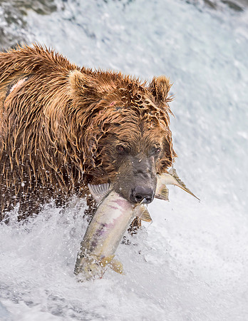 Brown_bear_McNeil_2015_44