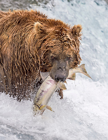Brown_bear_McNeil_2015_45