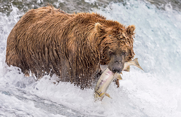 Brown_bear_McNeil_2015_46
