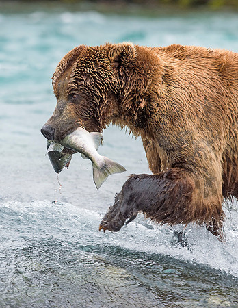 Brown_bear_McNeil_2015_47