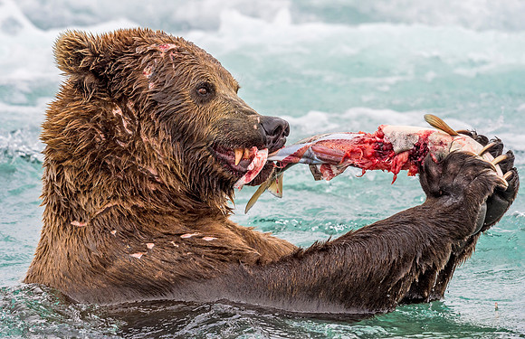 Brown_bear_McNeil_2015_48