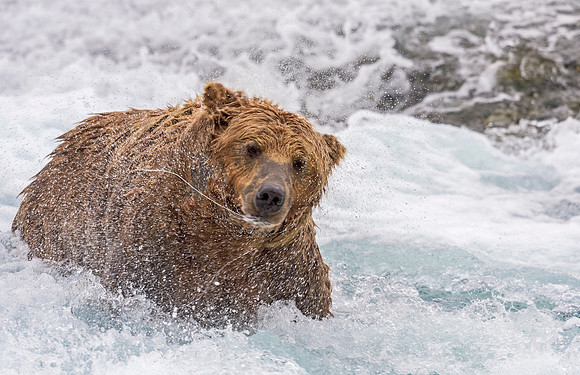 Brown_bear_McNeil_2015_49