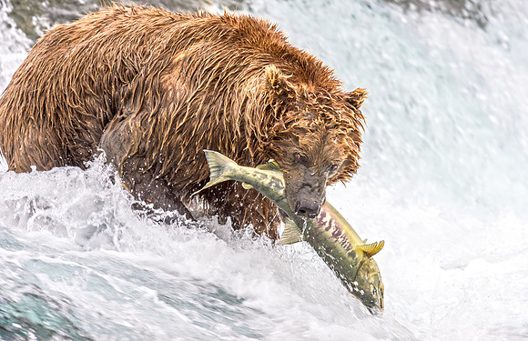 Brown_bear_McNeil_2015_50