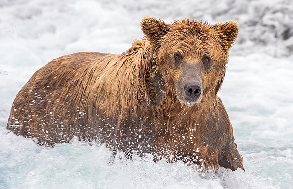 Brown_bear_McNeil_2015_51