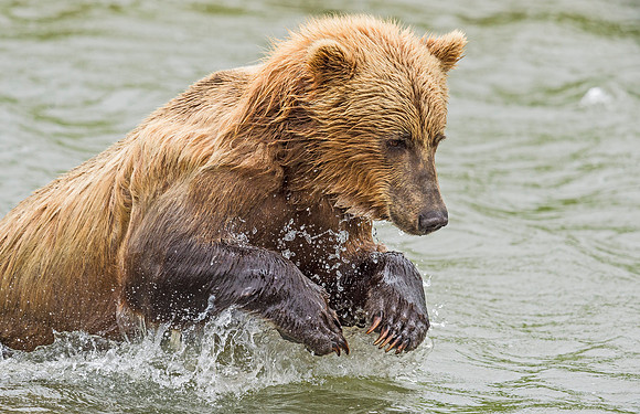 Brown_Bear_McNeil_2015_52