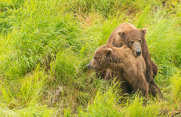 Brown_Bear_McNeil_2015_53