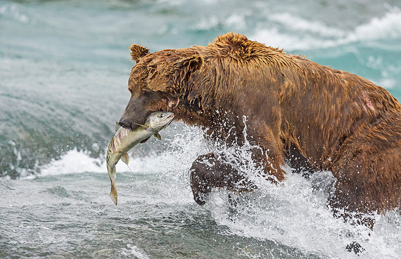 Brown_Bear_McNeil_2015_54