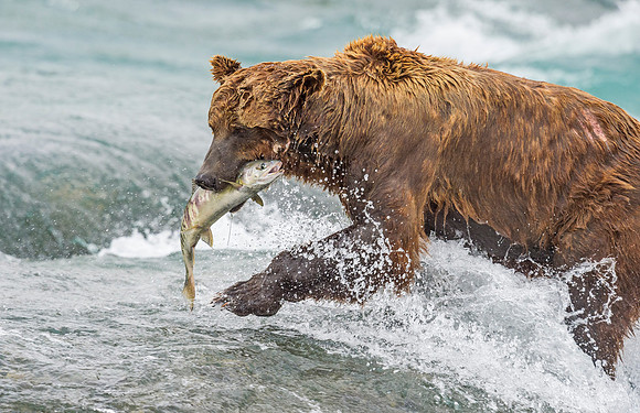 Brown_Bear_McNeil_2015_55