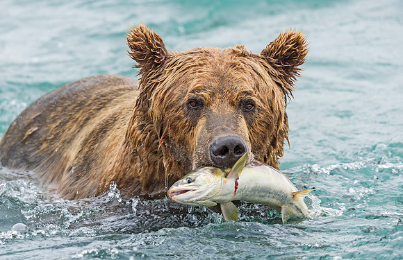 Brown_Bear_McNeil_2015_56