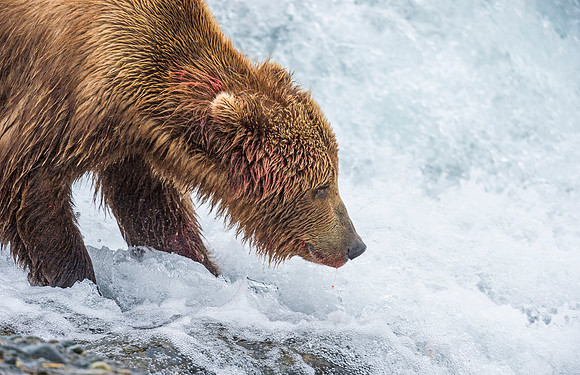 Brown_Bear_McNeil_2015_57