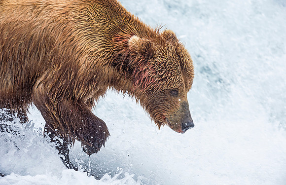 Brown_Bear_McNeil_2015_58