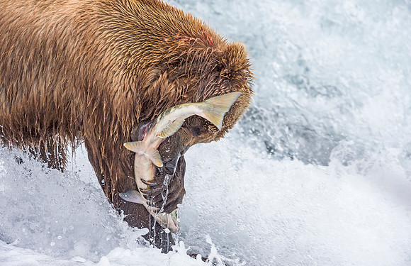 Brown_Bear_McNeil_2015_59