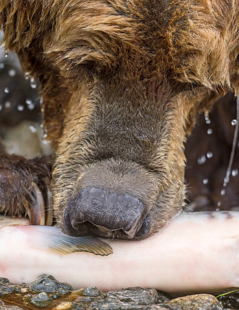 Brown_Bear_McNeil_2015_60