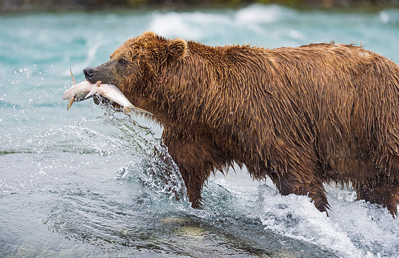 Brown_Bear_McNeil_2015_61
