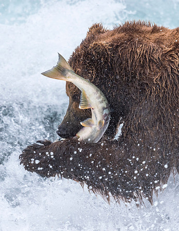 Brown_Bear_McNeil_2015_62