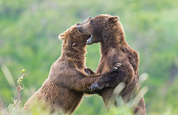 Brown_Bear_McNeil_2015_63