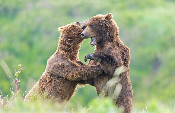 Brown_Bear_McNeil_2015_64