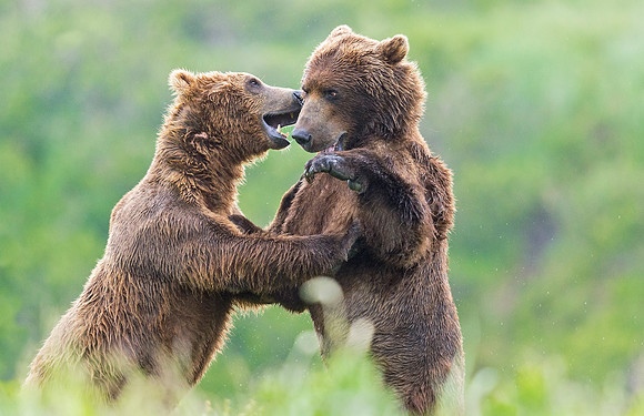 Brown_Bear_McNeil_2015_65