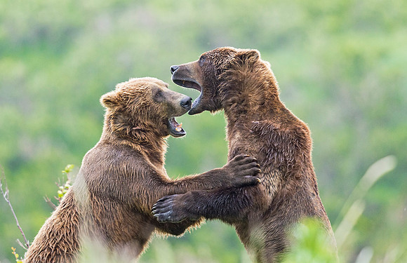 Brown_Bear_McNeil_2015_66