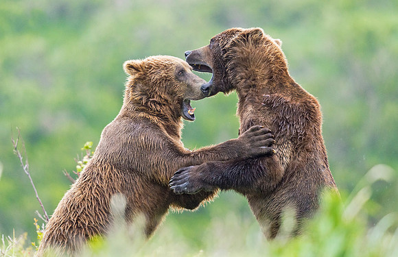 Brown_Bear_McNeil_2015_67