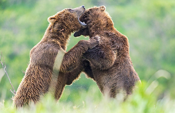 Brown_Bear_McNeil_2015_68