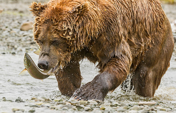 Brown_Bear_McNeil_2015_70