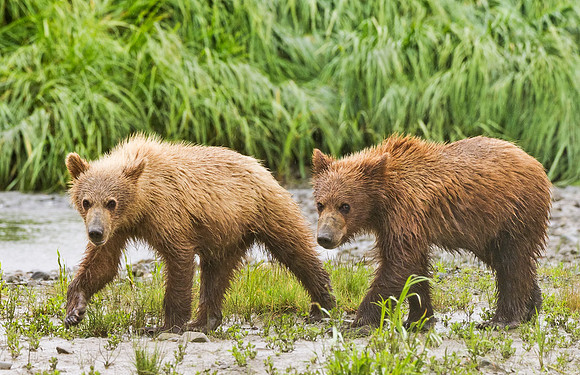 Brown_Bear_McNeil_2015_69