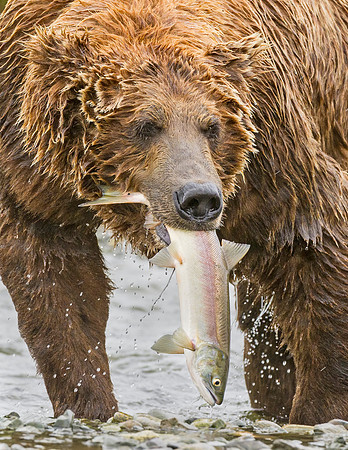 Brown_Bear_McNeil_2015_71