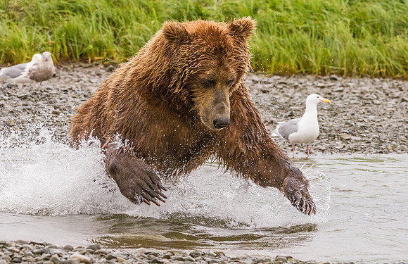 Brown_Bear_McNeil_2015_72