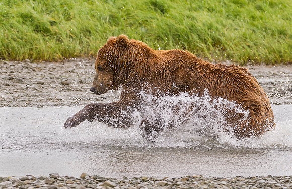 Brown_Bear_McNeil_2015_73