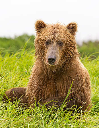 Brown_Bear_McNeil_2015_74