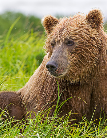 Brown_Bear_McNeil_2015_75