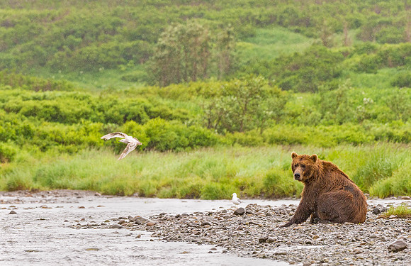 Brown_Bear_McNeil_2015_76