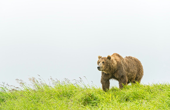 Brown_Bear_McNeil_2015_77