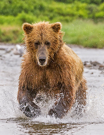 Brown_Bear_McNeil_2015_78