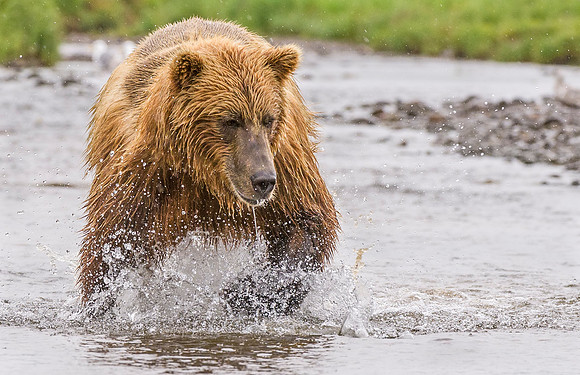 Brown_Bear_McNeil_2015_79