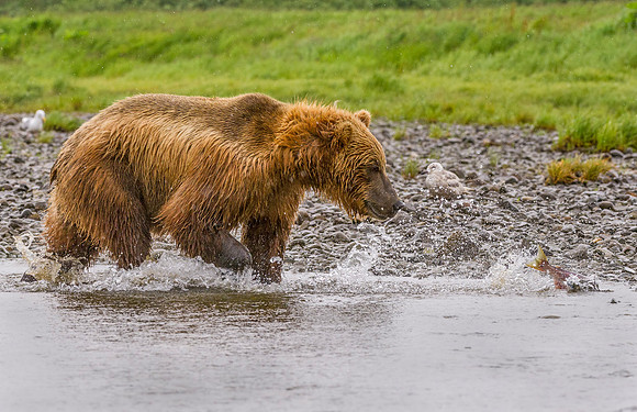 Brown_Bear_McNeil_2015_80