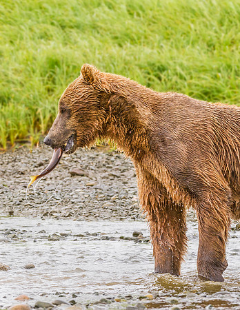 Brown_Bear_McNeil_2015_81