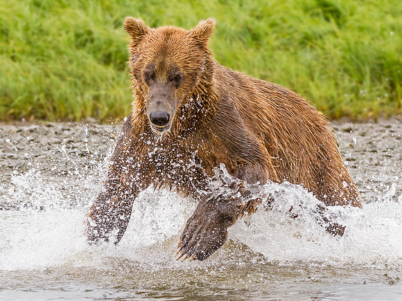 Brown_Bear_McNeil_2015_82