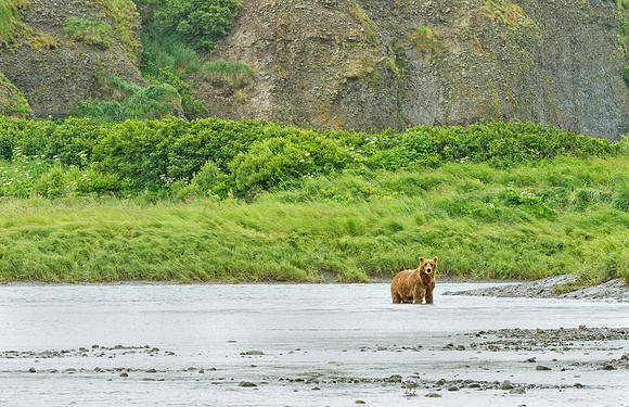 Brown_Bear_McNeil_2015_83