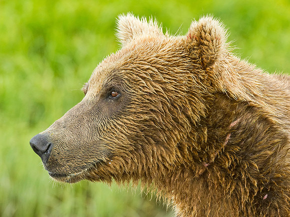Brown_Bear_McNeil_2015_84