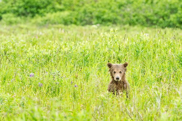 Brown_Bear_McNeil_2015_85