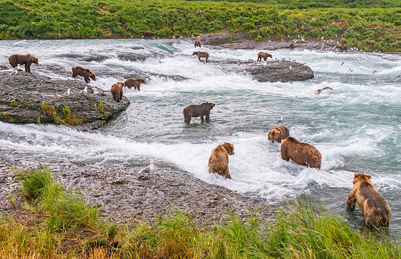 Brown_Bear_McNeil_2015_86