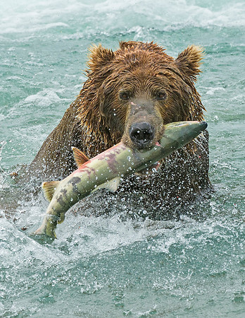 Brown_Bear_McNeil_2015_87