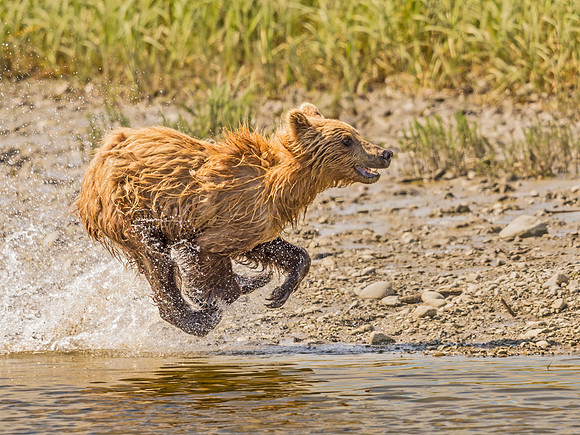 Brown_Bear_McNeil_2015_88