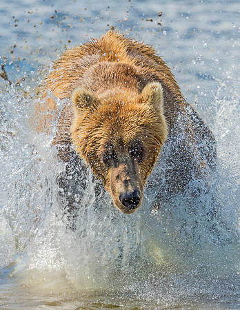 Brown_Bear_McNeil_2015_89